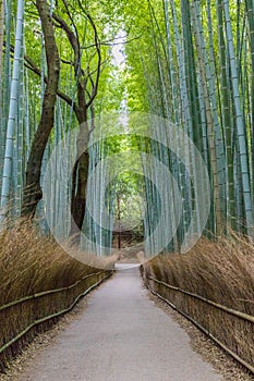 Bamboo Forest near Kyoto