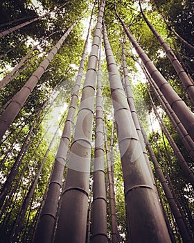 Bamboo Forest near Kyoto