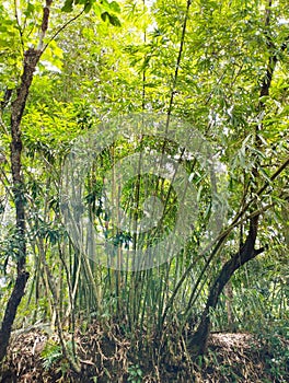 A bamboo forest near the river