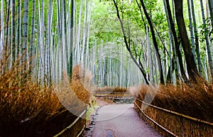 The bamboo forest, nice place to travel in Arashiyama, Japan