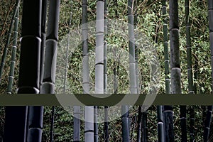 Bamboo Forest at Night