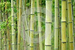 Bamboo photo