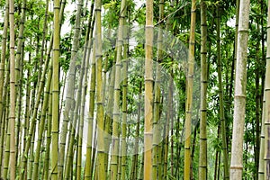 Bambù 