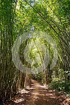 Bamboo forest path