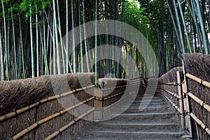 Bamboo forest path