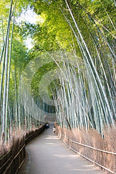 Bamboo Forest Path Chikurin-no-Komichi. a famous Tourist spot in Arashiyama, Kyoto, Japan