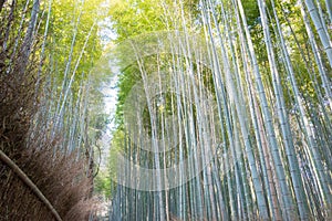 Bamboo Forest Path Chikurin-no-Komichi. a famous Tourist spot in Arashiyama, Kyoto, Japan