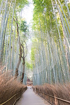 Bamboo Forest Path Chikurin-no-Komichi. a famous Tourist spot in Arashiyama, Kyoto, Japan