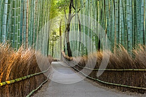 Bamboo forest path in japan