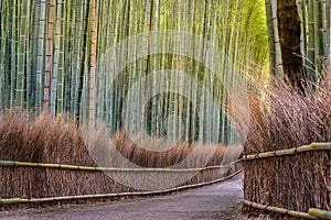 Bamboo forest path in japan