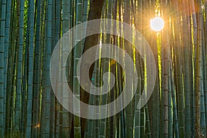Bamboo forest path in japan