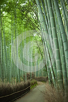 Bamboo forest path, Kyoto, Japan