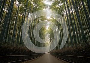 Bamboo forest path perspective