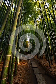 Bamboo forest path in Tokyo photo