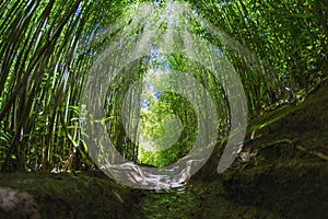 Bamboo Forest with Pathway and Sun's Rays penetrating the Forest in the Road to Hana in Maui, Hawaii.