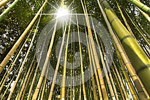 Bamboo Forest Perspective