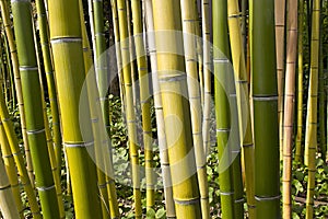 Bamboo Forest Perspective 2