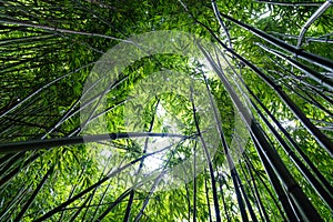 Bamboo Forest on the Pipiwai Trail Haleakala National Park, Maui, Hawaii