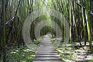 Bamboo forest, Pipiwai trail, Kipahulu state park, Maui, Hawaii
