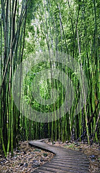 Bamboo forest, Pipiwai trail, Kipahulu state park, Maui, Hawaii