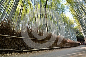 The bamboo forest in Sagano. Arashiyama. Kyoto. Japan