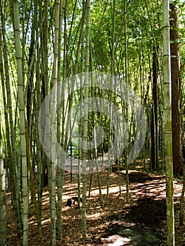 Bamboo Forest at Sarah P. Duke Gardens in Durham, North Carolina