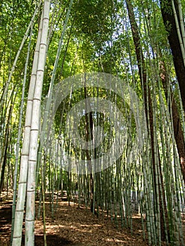 Bamboo Forest at Sarah P. Duke Gardens in Durham, North Carolina