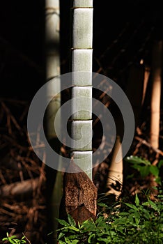 Bamboo Forest Scene.