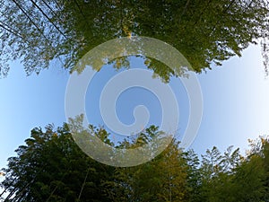 Bamboo forest and sky