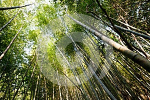 Bamboo Forest sky