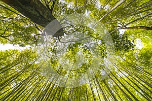 Bamboo forest with sky at Arashiyama, Kyoto, Japan