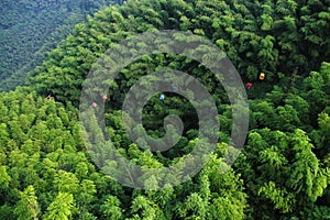 The Bamboo Forest in Southern Sichuan photo