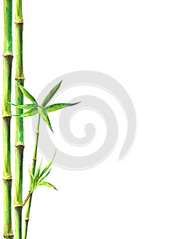 Bamboo forest spa background. Watercolor hand drawn green botanical illustration with space for text