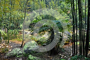 Bamboo forest and spinulose tree fern photo