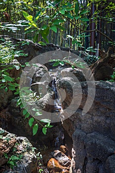 Bamboo forest and stream flowing through rocks at Smithsonian National Zoological Park.