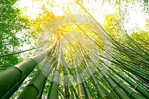 Bamboo forest with  the sun