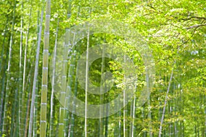 Bamboo forest with sun light