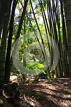 Bamboo Forest with the sun shining through, Brazil