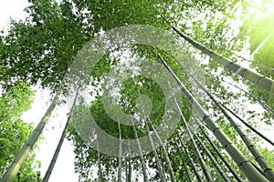 Bamboo forest with sunlight