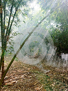 bamboo forest with sunlight from between the branches