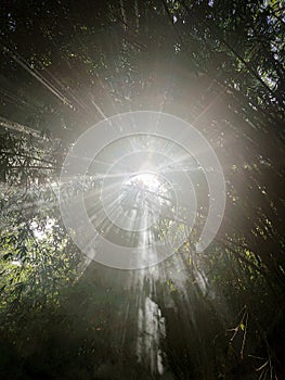 bamboo forest with sunlight from between the branches