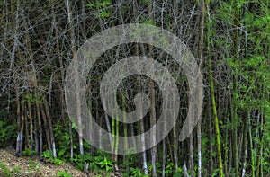 Bamboo forest with thorn