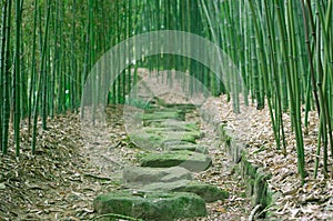 Bamboo Forest Trail