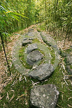 Bamboo Forest Trail