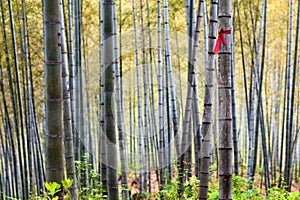 Bamboo Forest Trees