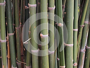Bamboo forest. Trees background inside tropical jungle