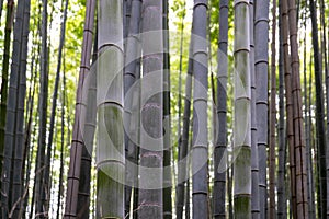 Bamboo forest trunks, Kyoto, Japan. Huge Bamboo in Arashiyama, Kyoto, Japan.