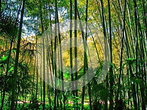 Bamboo forest under the sunshine