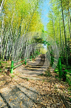 Bamboo Forest Walk Track