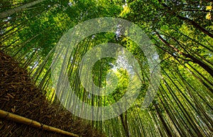 Bamboo forest and walking path in Arashiyama, Kyoto, Japan